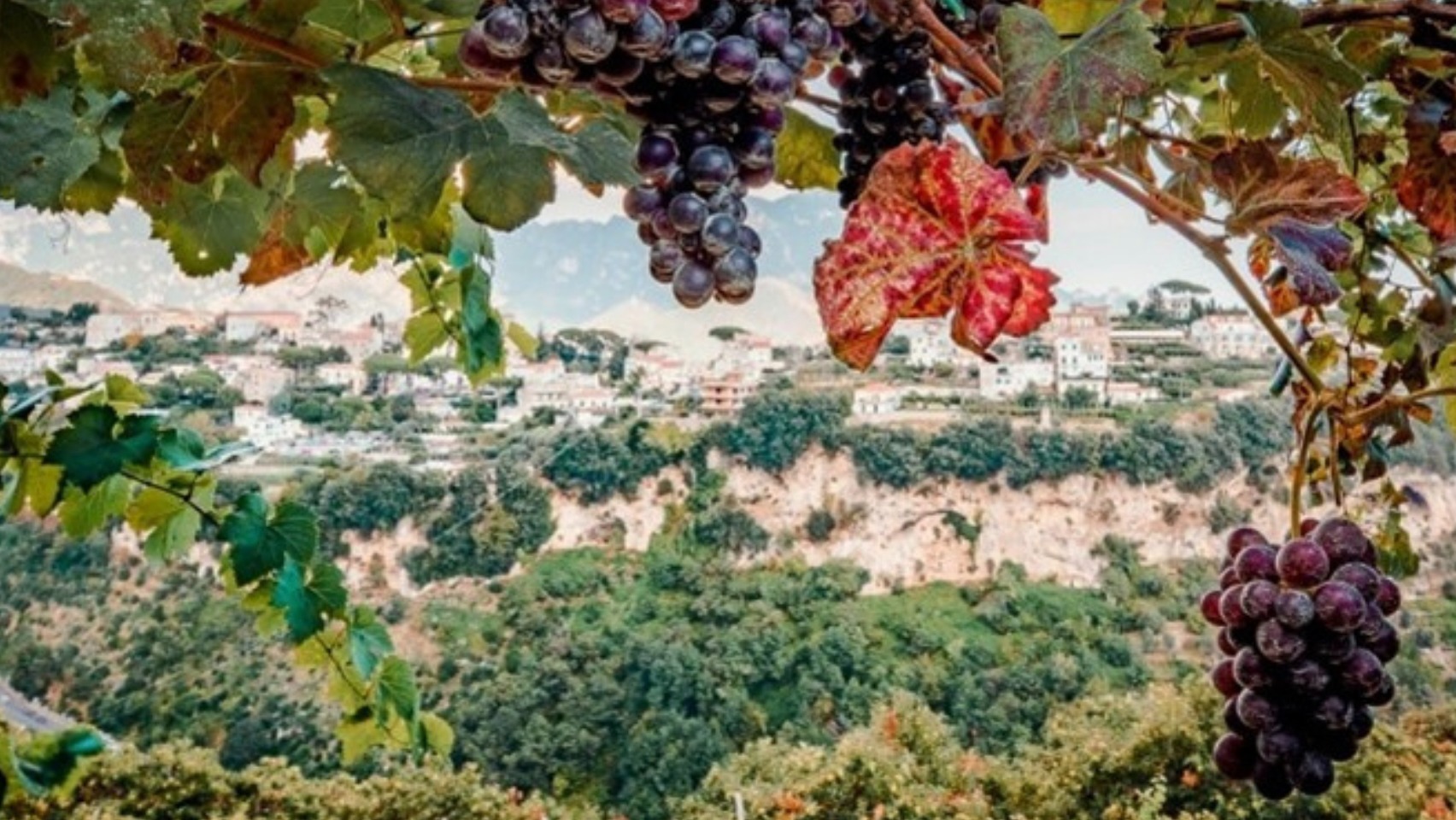 Wine grapes overlooking Scala